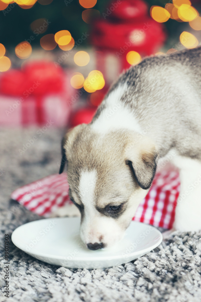 Little cute  puppy drinking milk on Christmas background