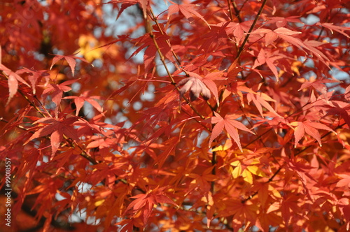 色付いた紅葉