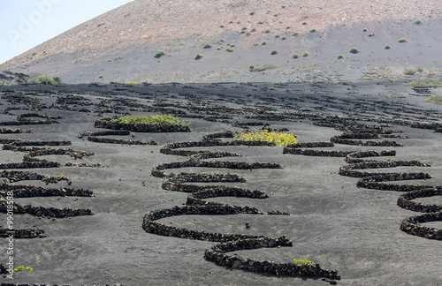  Vineyard on black volcanic soil in La Geria area. Lanzarote.Canary Islands.Spain photo