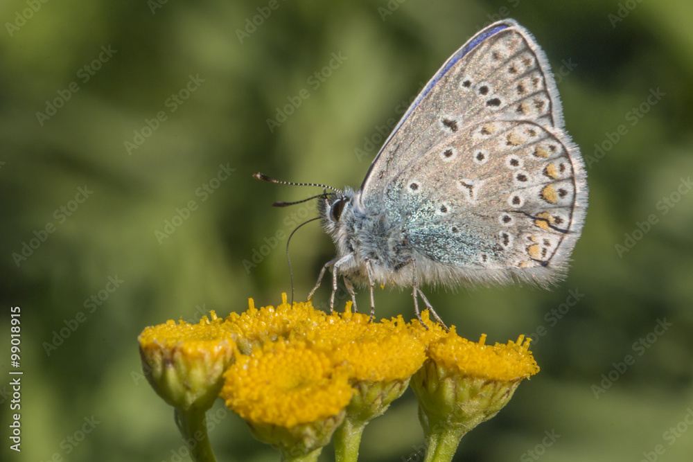 Hauhechelbläuling (Polaommatus icarus) Hauhechelbläuling (Polaommatus icarus)