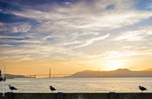 Beautiful Tranquil Seagull Sitting on Railing on San-Fransisco Pier