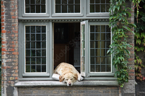 Bruges, chien à sa fenêtre, Belgique