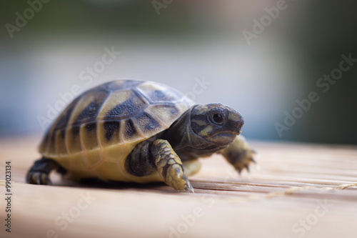 Obraz na płótnie little turtle walk ahead