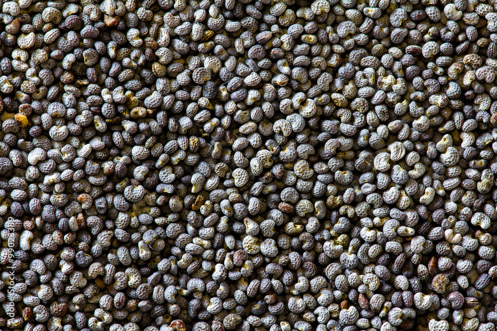 Poppy texture Poppy texture