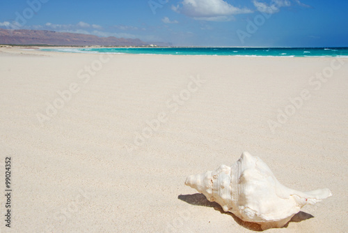 Una conchiglia sulle dune di sabbia, spiaggia di Aomak, area protetta, isola di Socotra, Yemen, relax, luna di miele
