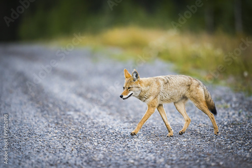 Obraz na płótnie Coyote 