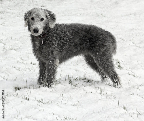 Bedlington Terrier in snow photo