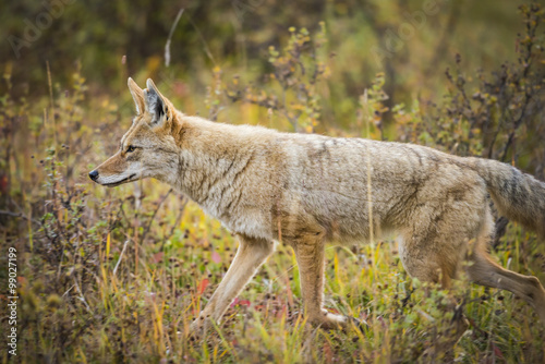 Coyote  Canis Latrans 