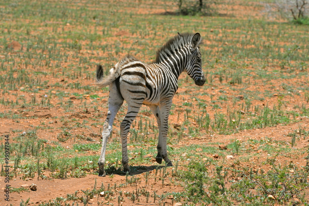 Fototapeta premium Jeune zèbre, Afrique