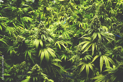 Background Texture of Marijuana Plants at Indoor Cannabis Farm with Flat Vintage Style