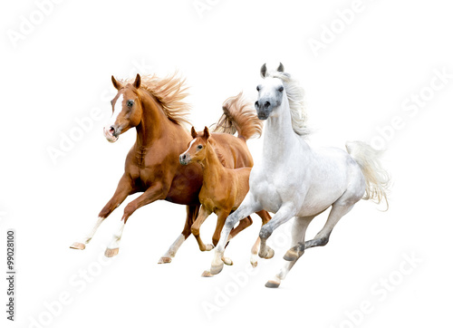Obraz na płótnie Trzy arabskie konie na białym