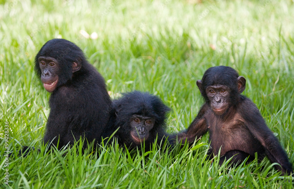 Obraz premium Group of Bonobos. Democratic Republic of Congo. Lola Ya BONOBO National Park. An excellent illustration.