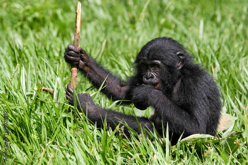 Baby of Bonobo sitting on the grass. Democratic Republic of Congo. Lola Ya BONOBO National Park. An excellent illustration. photo