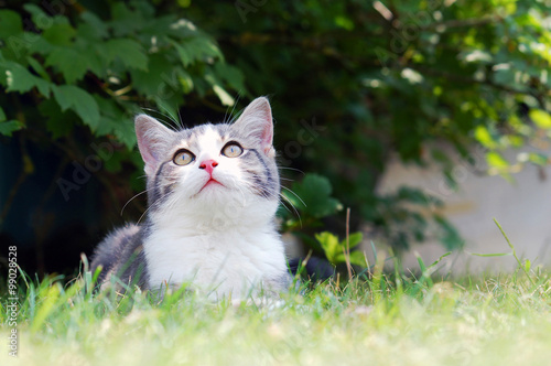 Cat resting in the garden grass