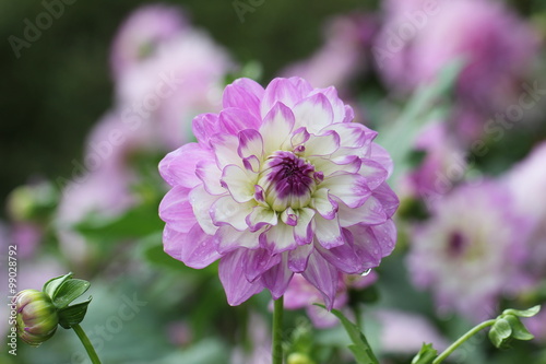 Dahlia