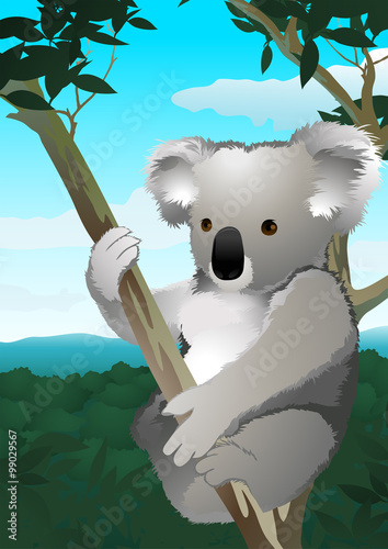 Koala sitting in a gum tree in Australia