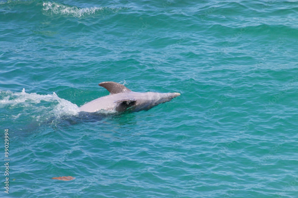 Naklejka premium Dolphin/Swimming
