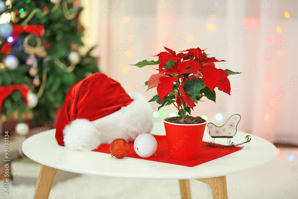 Fototapeta premium Christmas flower poinsettia on holiday interior background