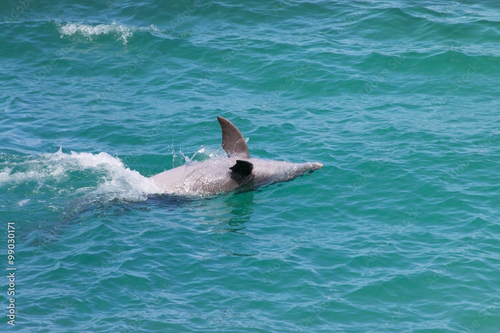 Naklejka premium Dolphin/Swimming