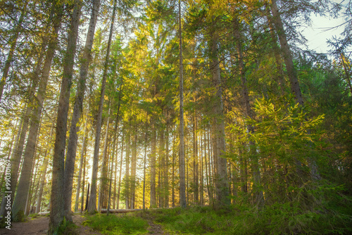 Sonnenstrahlen im Wald © Nightwalks&Daydreams