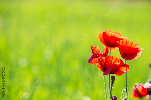 Fototapeta Naklejka Na Ścianę i Meble -  Poppy Flowers