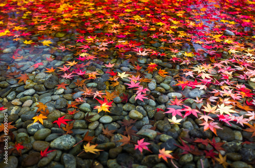 Red leaf in Fukuoka Japan