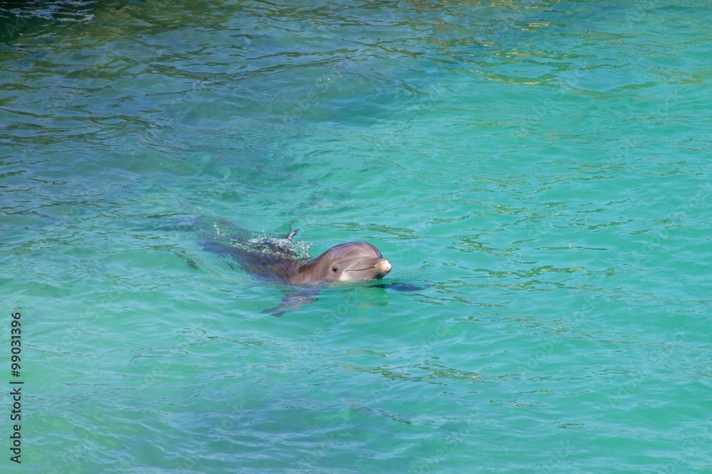 Obraz premium Dolphin/Swimming