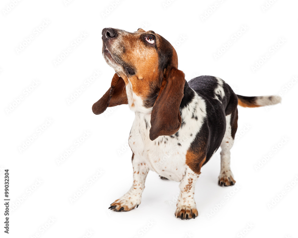 Curious Basset Hound Dog Looking Up