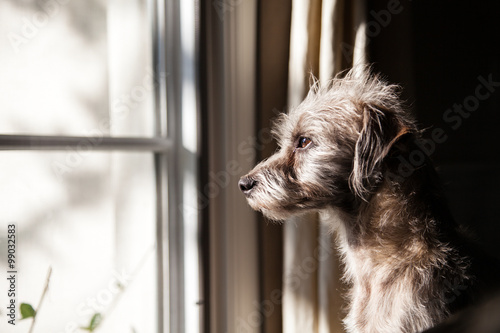 Lonely Dog Looking Out Window