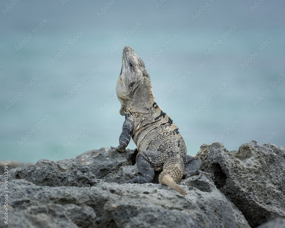 Naklejka premium Black Spiny-Tailed Iguana - Iguana sitting on the rocks with a background of blue green ocean in Tulum, Mexico