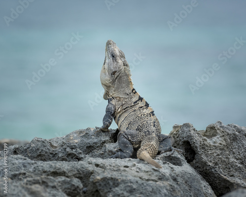 Black Spiny-Tailed Iguana - Iguana sitting on the rocks with a background of blue green ocean in Tulum  Mexico