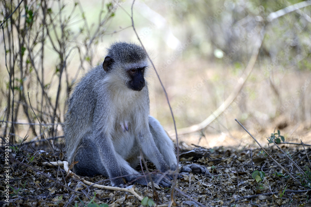 Monkey, Kruger National Park, South Africa