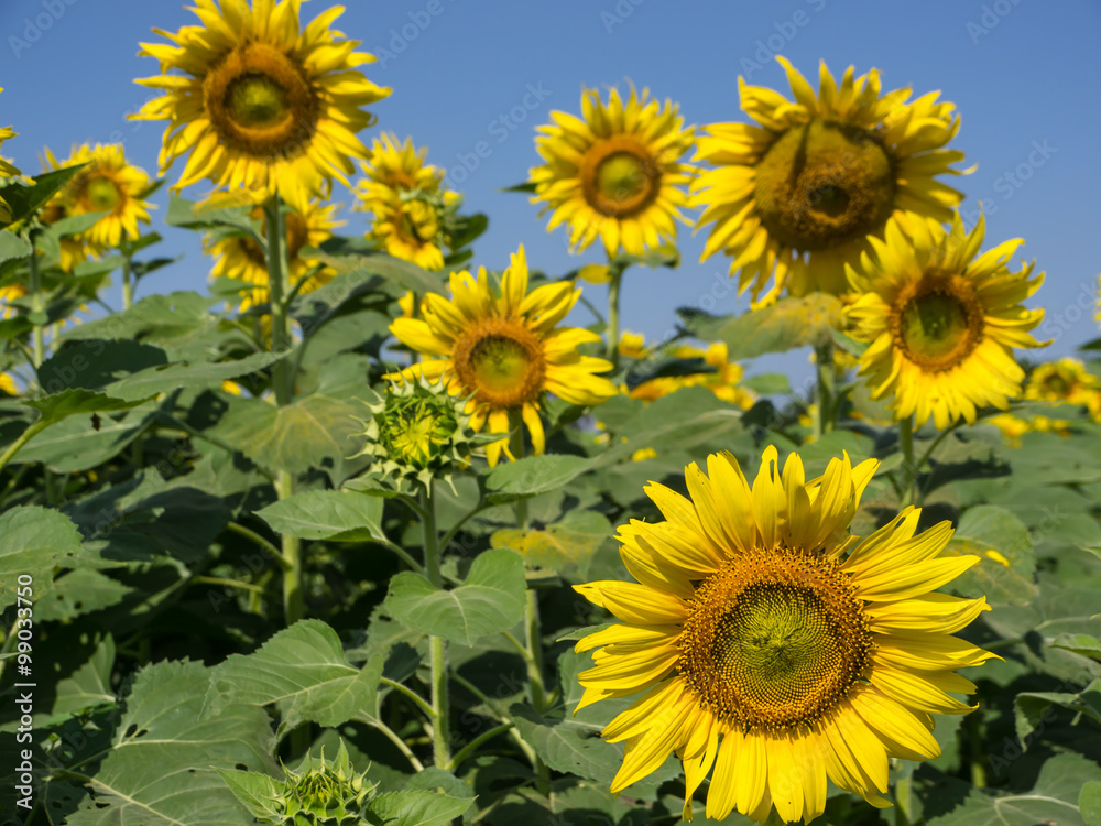 Obraz premium Sunflowers field