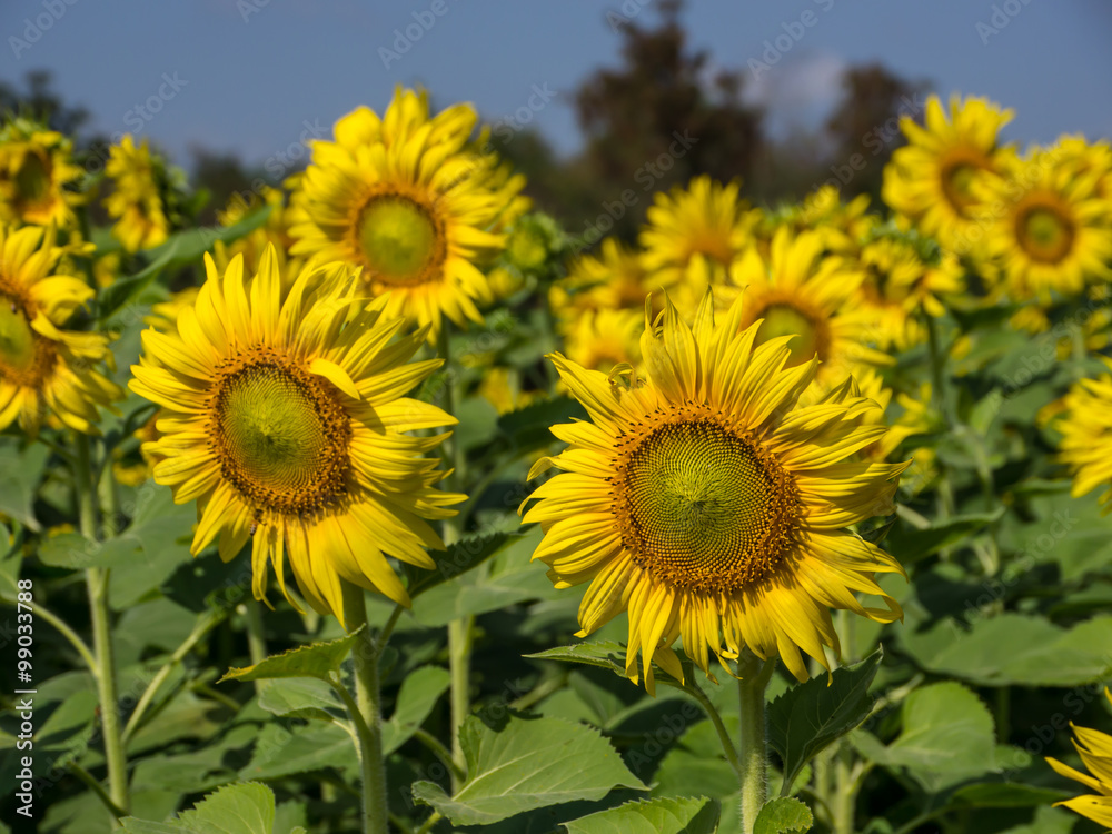 Sunflowers field