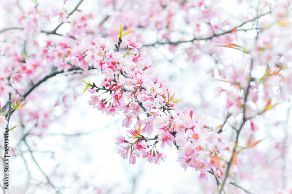 Wild Himalayan Cherry, Cherry,Sour cherry,Sakura or Cherry Bloss