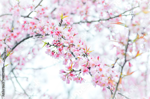 Wild Himalayan Cherry  Cherry Sour cherry Sakura or Cherry Bloss