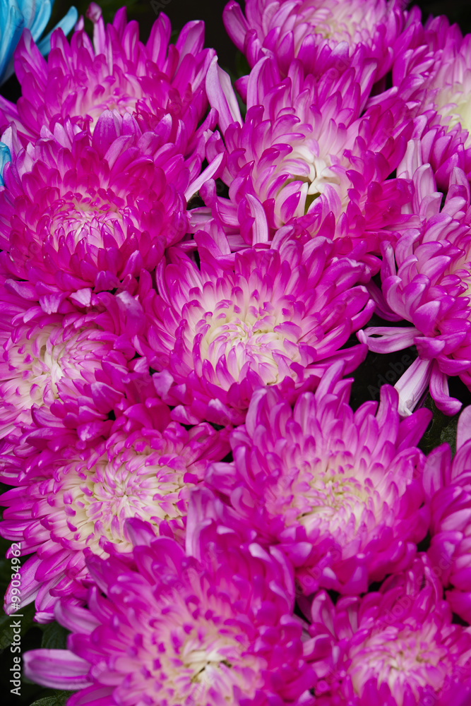 chrysanthemum chrysanthemum