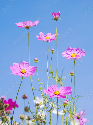 Cosmos Flowers 2 © npstockphoto
