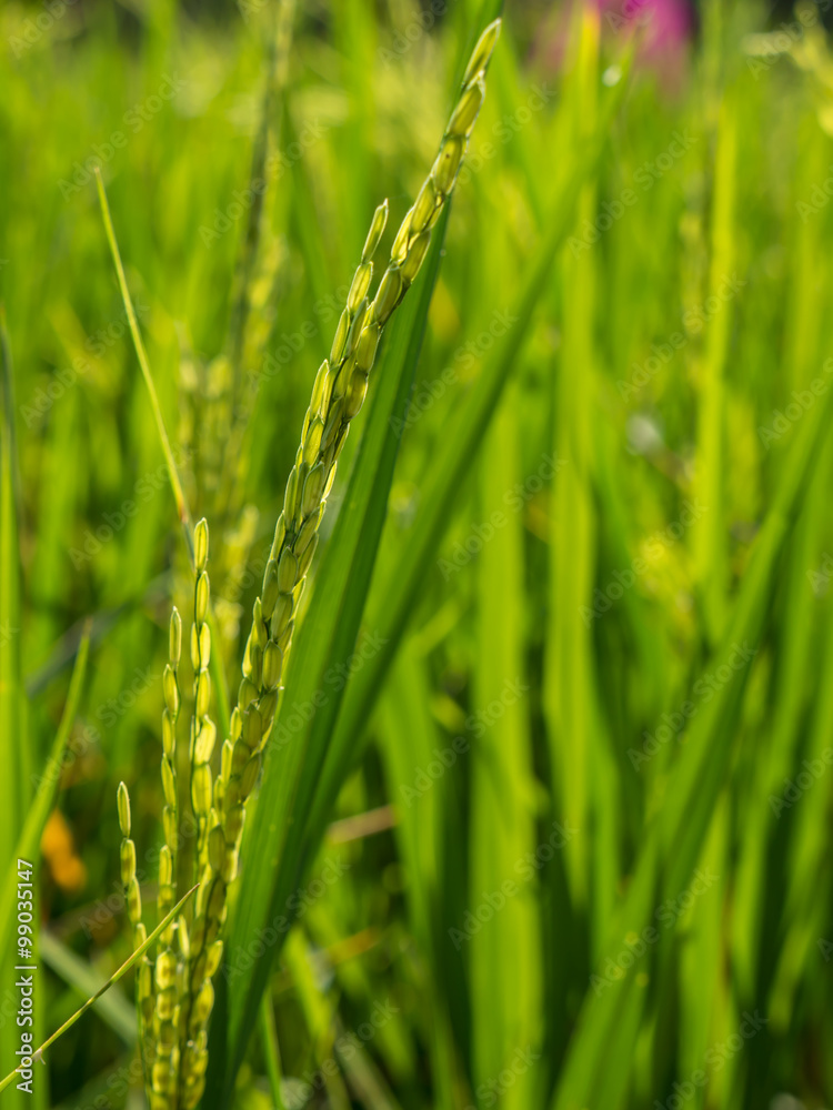 Spike in rice field Spike in rice field