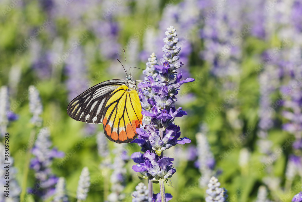 Monarch Butterfly on the Lavender Monarch Butterfly on the Lavender