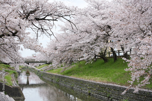 高田千本桜