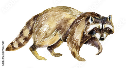 Painting Of Raccoon