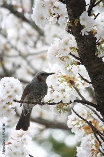 ヒヨドリと桜