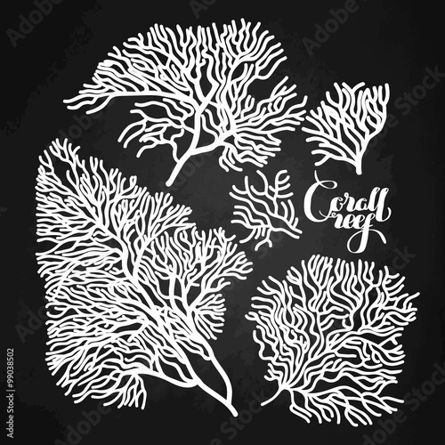 Graphic coral collection