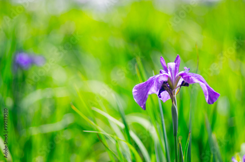 Fototapeta Naklejka Na Ścianę i Meble -  blue flagan iris