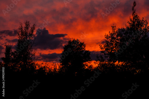 Black forest at a red beautiful sunset with clouds