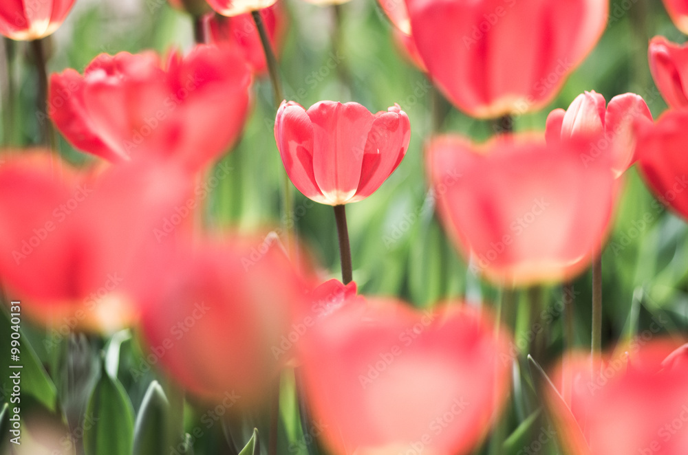 Tulip at showa memorial park,tokyo,tour of japan Tulip at showa memorial park,tokyo,tour of japan