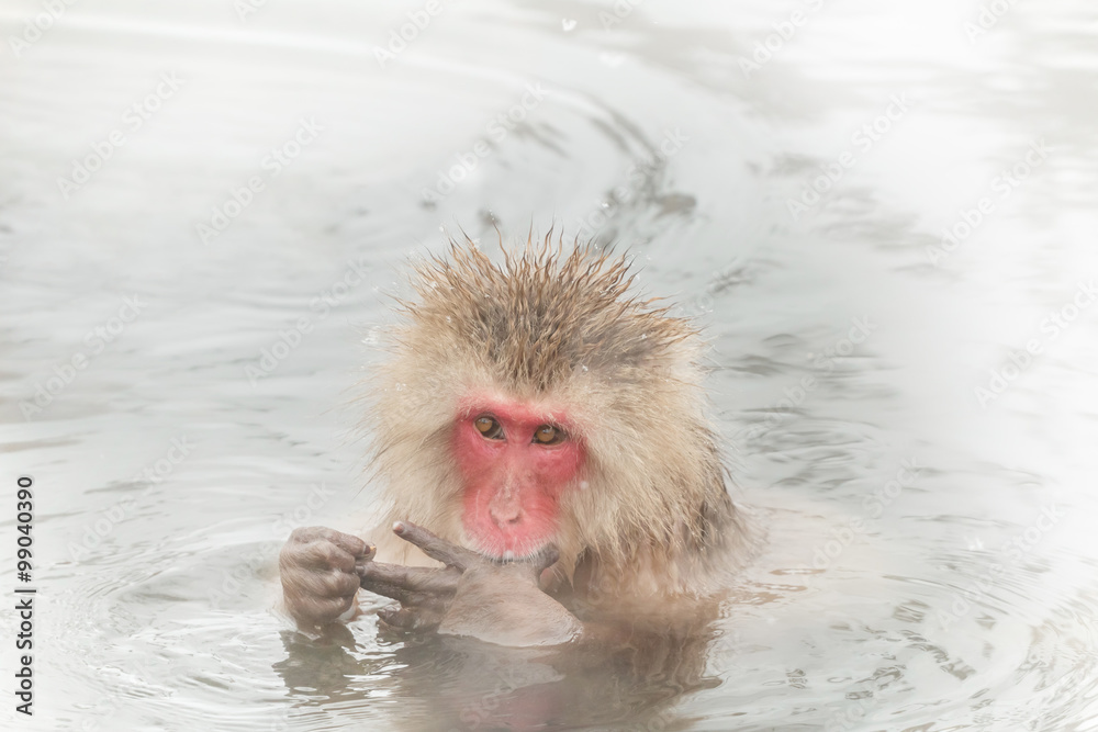 Naklejka premium 愛らしい温泉のおさるさんMonkey of the couple of the hot spring
