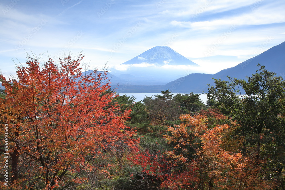 Fototapeta premium 富士山と紅葉