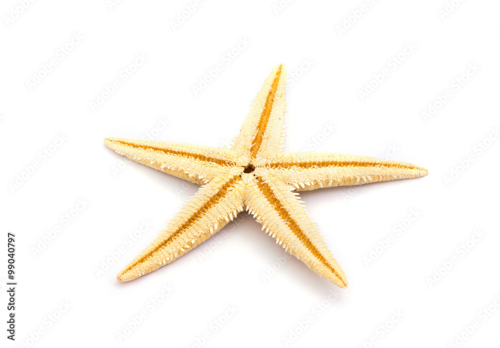 The caribbean starfish on a white background. The caribbean starfish on a white background.